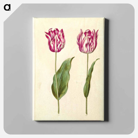 アートパネル-Tulipa gesneriana
 - マリア ジビーラ メーリアン Canvas.