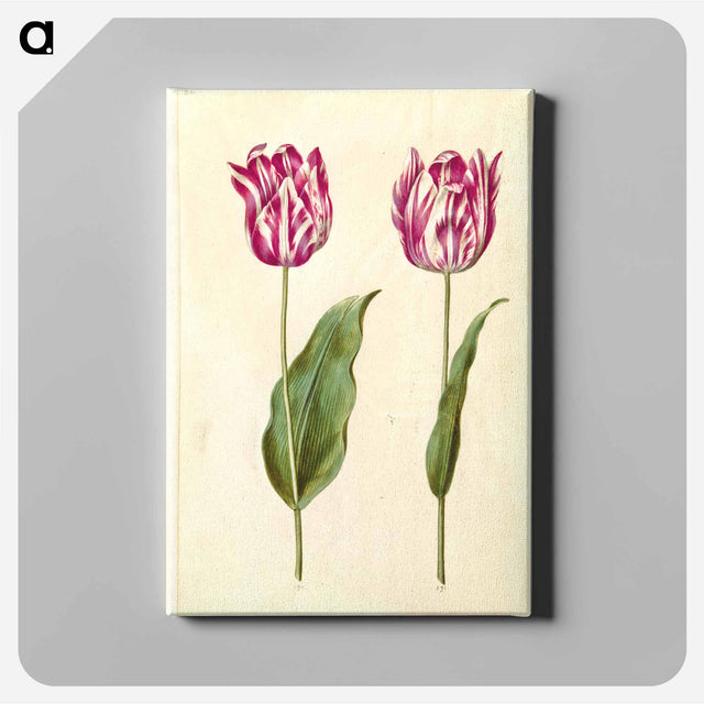 アートパネル-Tulipa gesneriana
 - マリア ジビーラ メーリアン Canvas.