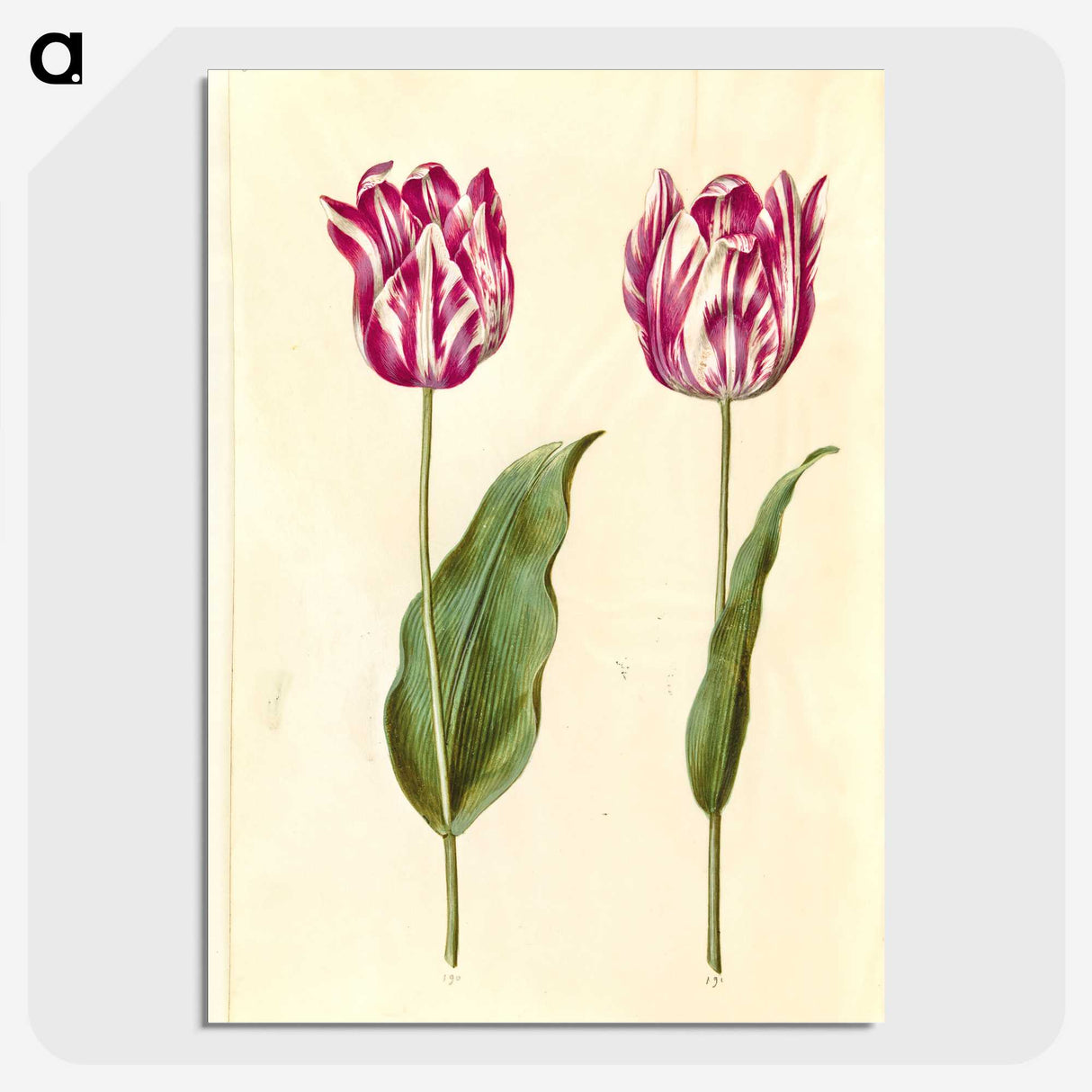 3-48_Maria-Sibylla-Merian_picture-crop