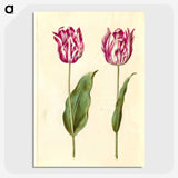 3-48_Maria-Sibylla-Merian_picture-crop