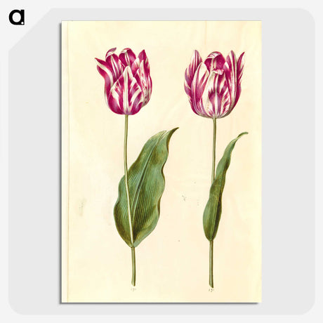 3-48_Maria-Sibylla-Merian_picture-crop