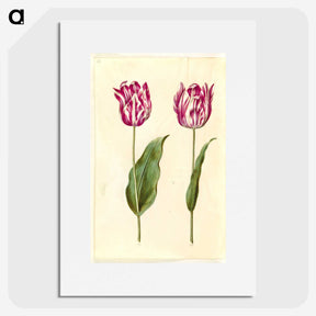 3-48_Maria-Sibylla-Merian_picture