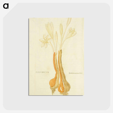 アートポストカード-Zeitlosen mit den Blümen
 - 国立医学図書館 Postcard.