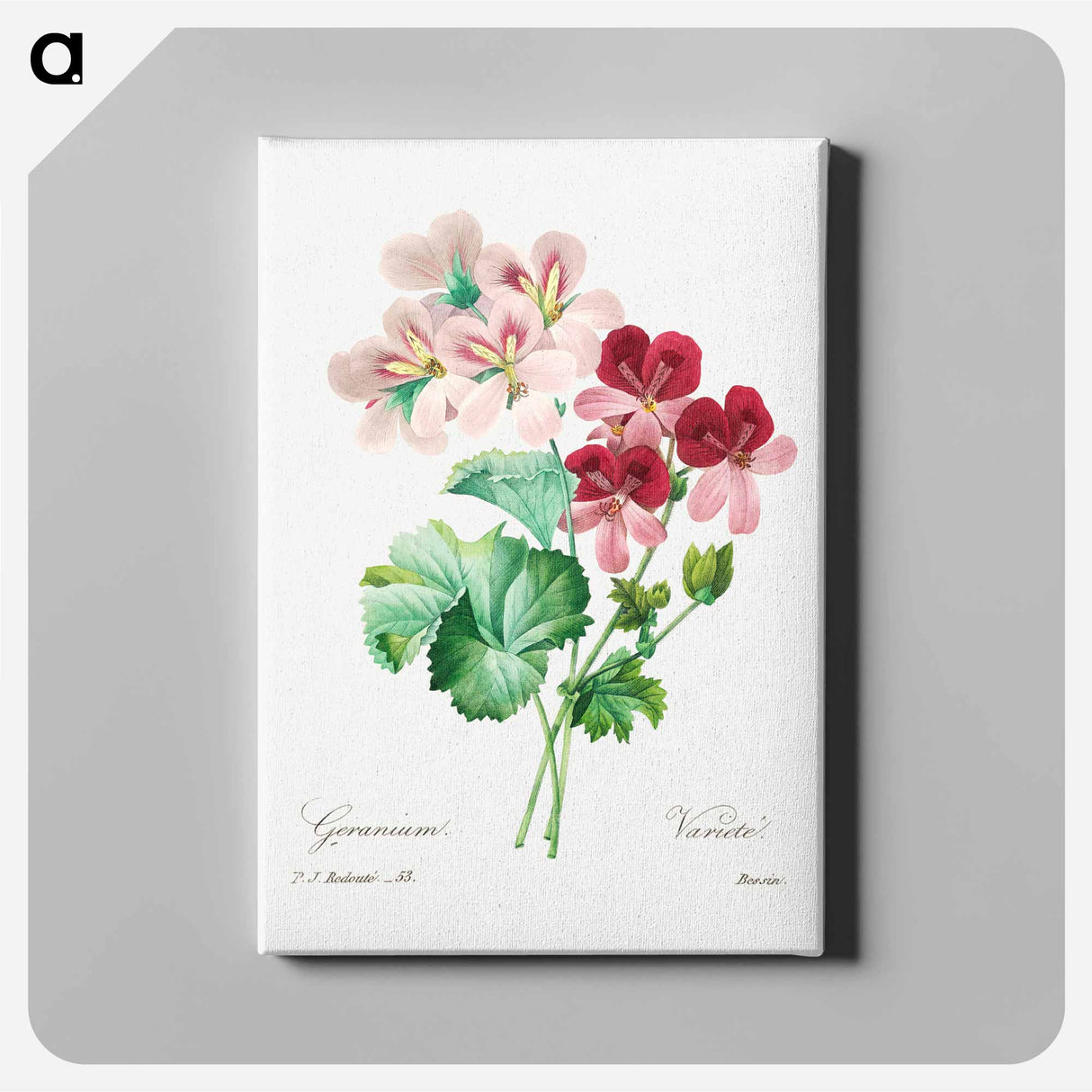 アートパネル-Cranesbill - ピエール ジョゼフ ルドゥーテ Canvas.