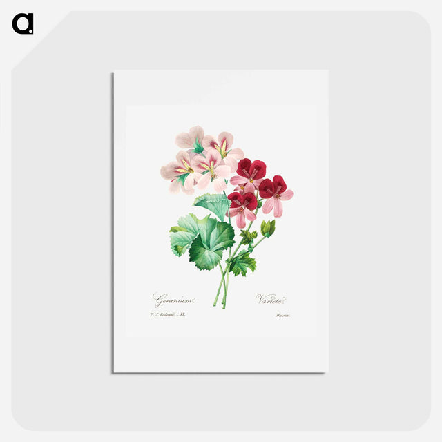 アートポストカード-Cranesbill - ピエール ジョゼフ ルドゥーテ Postcard.