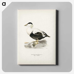 3-48_Svenska-Faglar_canvas