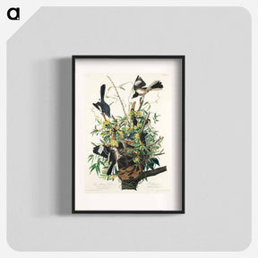 アートポスター-Mocking Bird from Birds of America
 - アメリカの鳥たち Poster.