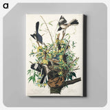 アートパネル-Mocking Bird from Birds of America
 - アメリカの鳥たち Canvas.