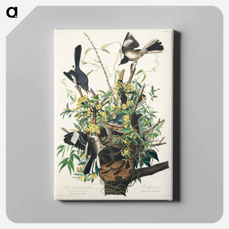 アートパネル-Mocking Bird from Birds of America
 - アメリカの鳥たち Canvas.