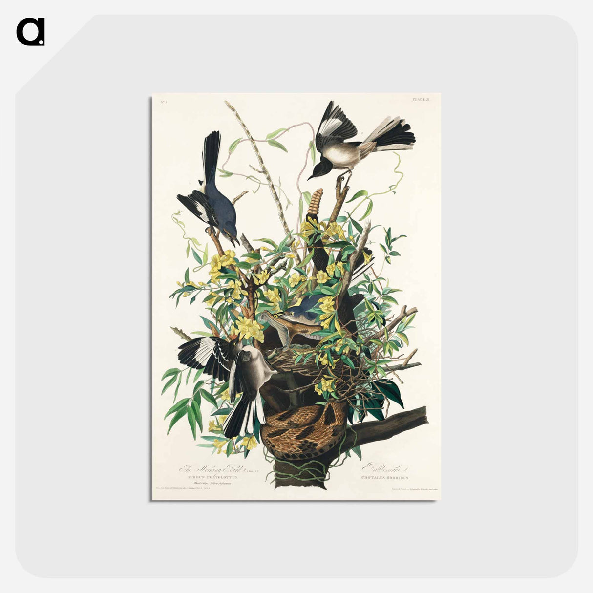 アートポストカード-Mocking Bird from Birds of America
 - アメリカの鳥たち Postcard.