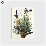 アートポストカード-Mocking Bird from Birds of America
 - アメリカの鳥たち Postcard.