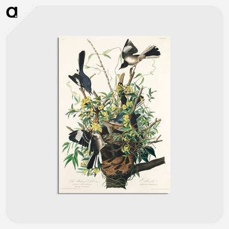 アートポストカード-Mocking Bird from Birds of America
 - アメリカの鳥たち Postcard.