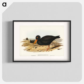 アートポスター-Sooty Oyster-Catcher
 - オーストラリアの鳥 Poster.