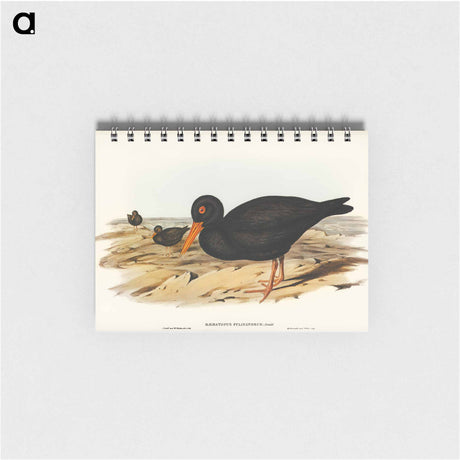 アートメモ帳-Sooty Oyster-Catcher
 - オーストラリアの鳥 Memo.