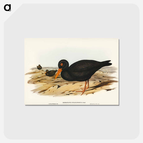 アートポストカード-Sooty Oyster-Catcher
 - オーストラリアの鳥 Postcard.