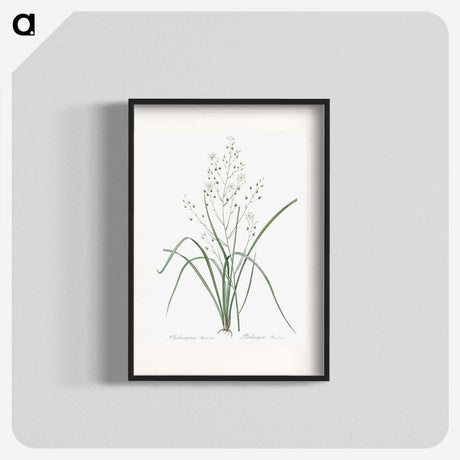 3-48_The-Lilies_blk