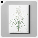 3-48_The-Lilies_canvas