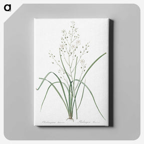 3-48_The-Lilies_canvas