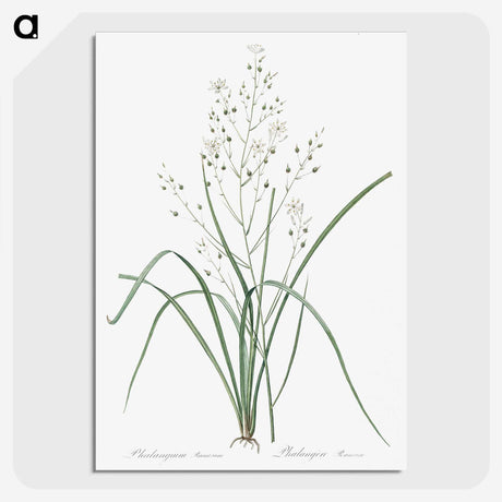 3-48_The-Lilies_picture-crop