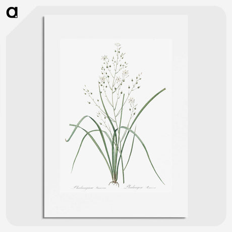 3-48_The-Lilies_picture