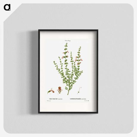 3-48_Treatise-on-Trees-and-Shrubs_blk