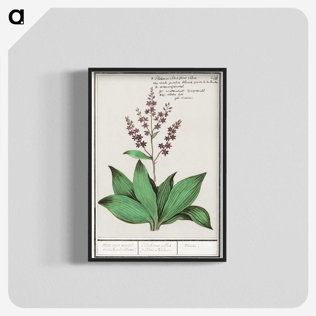 3-49_Anselmus-Boetius-de-Boodt_blk-crop