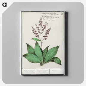 3-49_Anselmus-Boetius-de-Boodt_canvas