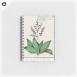 3-49_Anselmus-Boetius-de-Boodt_memo