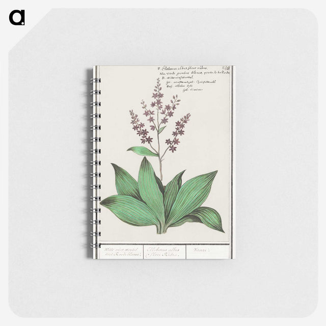 3-49_Anselmus-Boetius-de-Boodt_memo