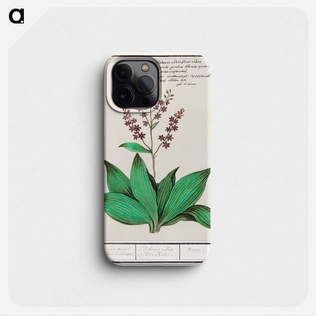 Black carrot - アンセルムス ボエティウス デ ブート Phone Case.