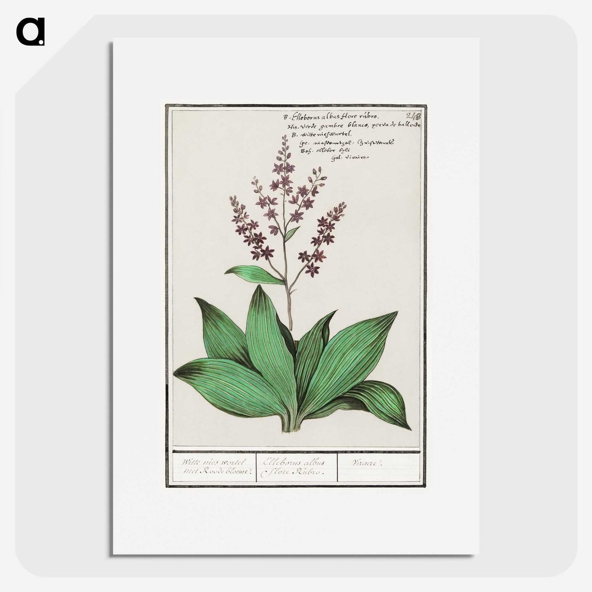 3-49_Anselmus-Boetius-de-Boodt_picture