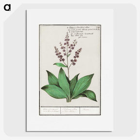 3-49_Anselmus-Boetius-de-Boodt_picture