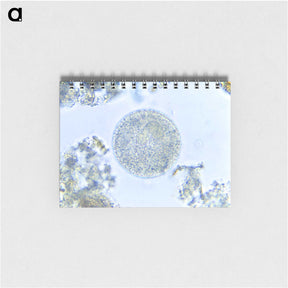 3-49_COVID-19_memo
