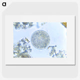 3-49_COVID-19_picture
