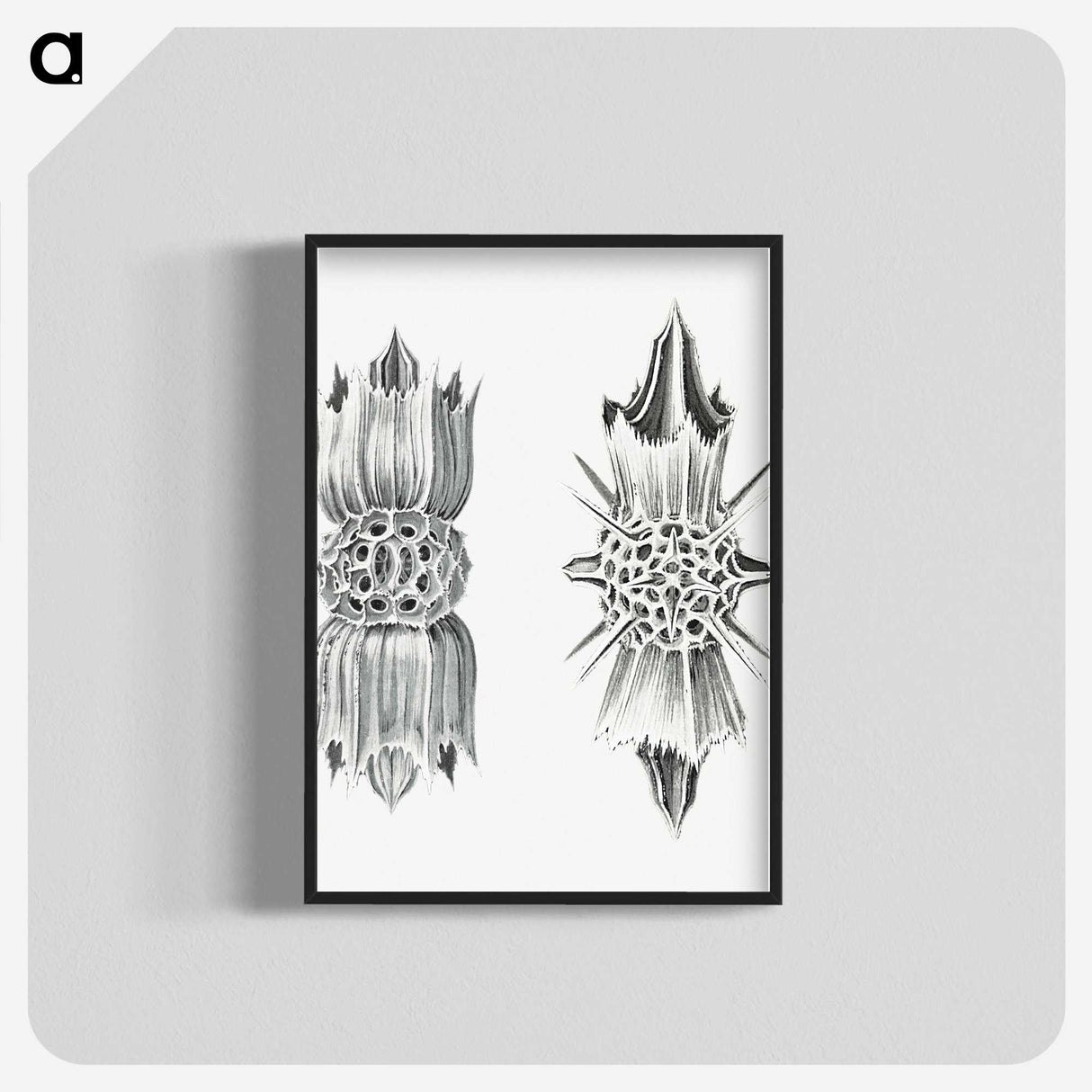 3-49_Ernst-Haeckel_blk-crop