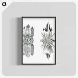 3-49_Ernst-Haeckel_blk-crop