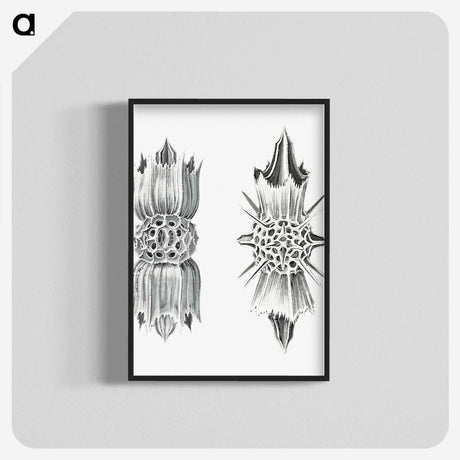 3-49_Ernst-Haeckel_blk-crop