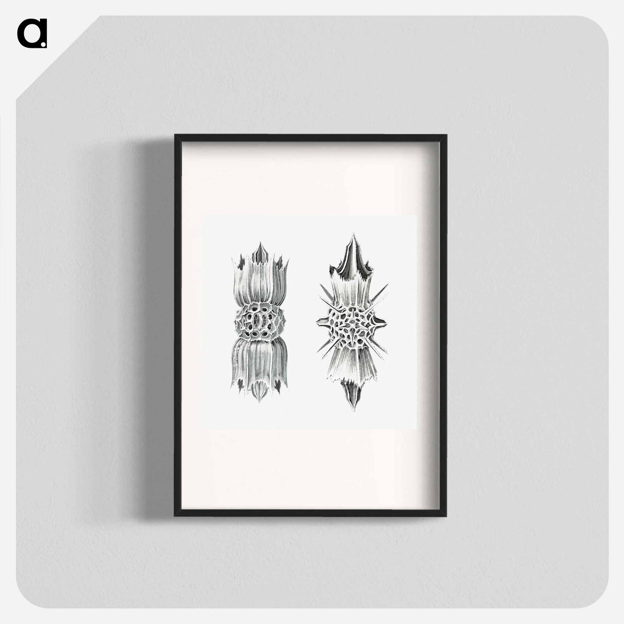 Vintage marine life illustration on white background - エルンスト ヘッケル Poster.