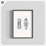 Vintage marine life illustration on white background - エルンスト ヘッケル Poster.