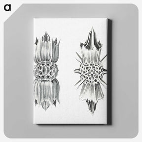 3-49_Ernst-Haeckel_canvas