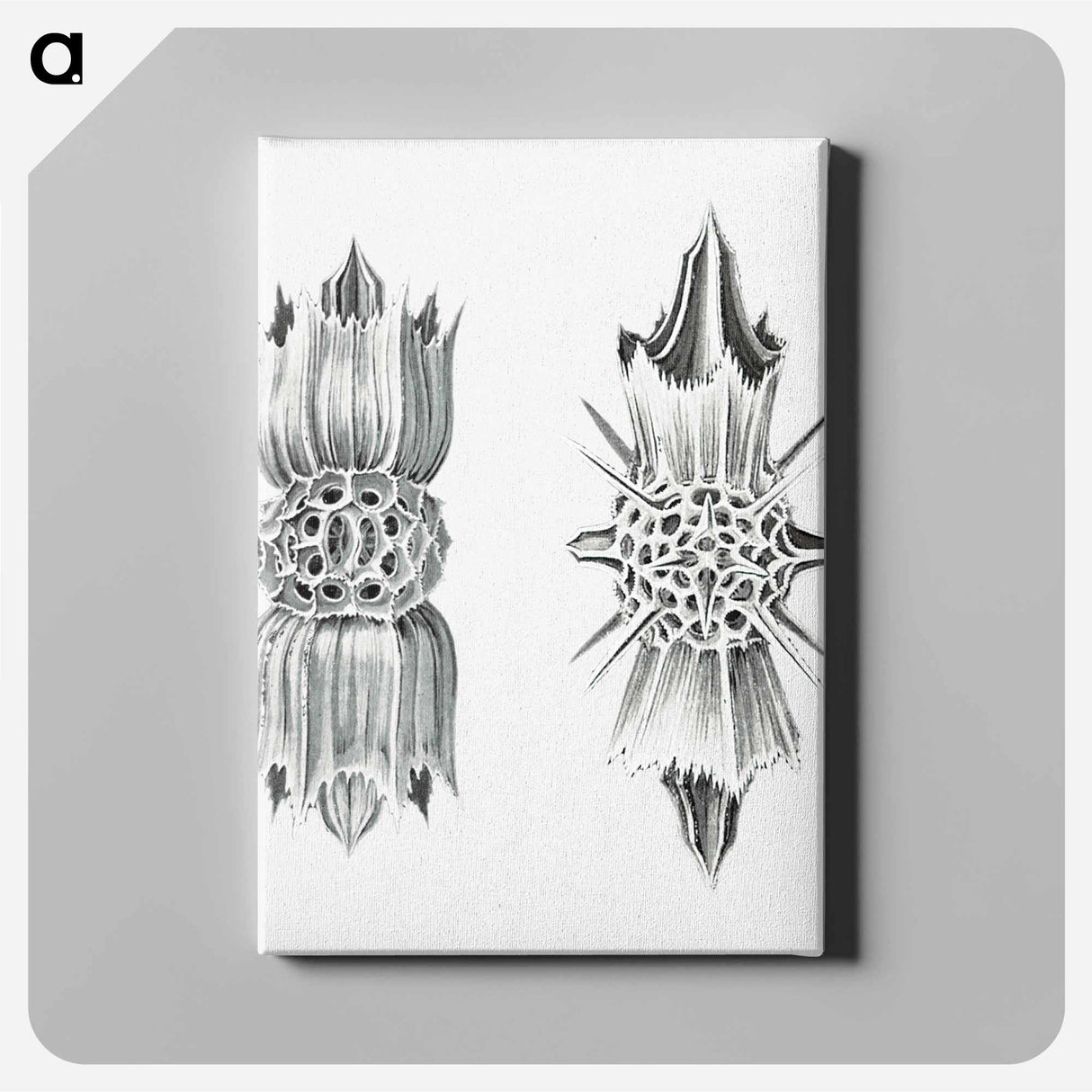 Vintage marine life illustration on white background - エルンスト ヘッケル Canvas.