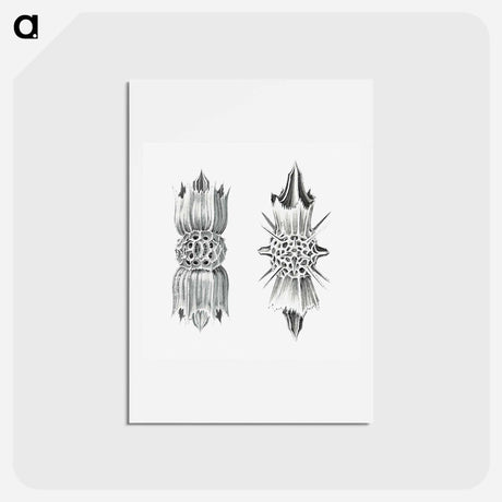 アートポストカード-Vintage marine life illustration on white background - エルンスト ヘッケル Postcard.