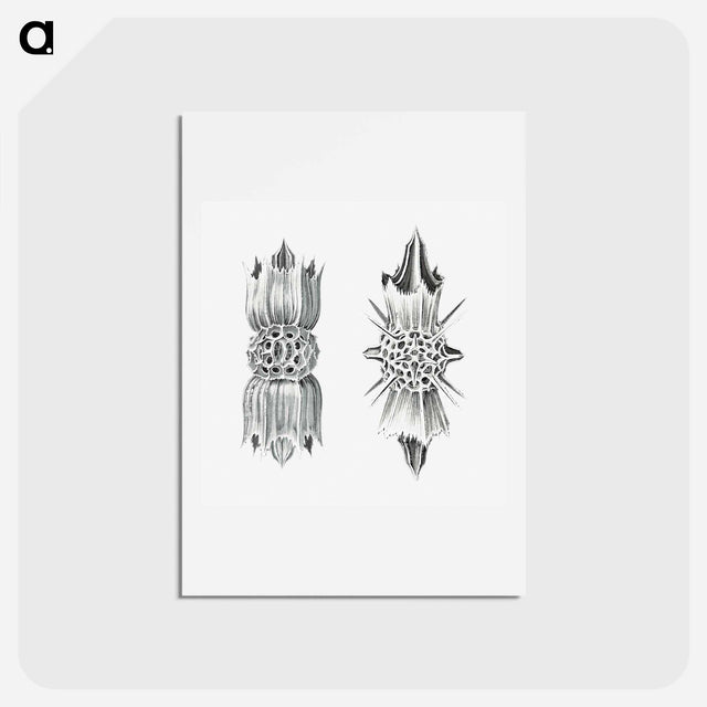 アートポストカード-Vintage marine life illustration on white background - エルンスト ヘッケル Postcard.