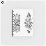 3-49_Ernst-Haeckel_memo