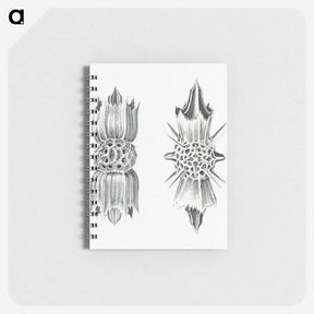 3-49_Ernst-Haeckel_memo