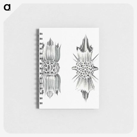 3-49_Ernst-Haeckel_memo