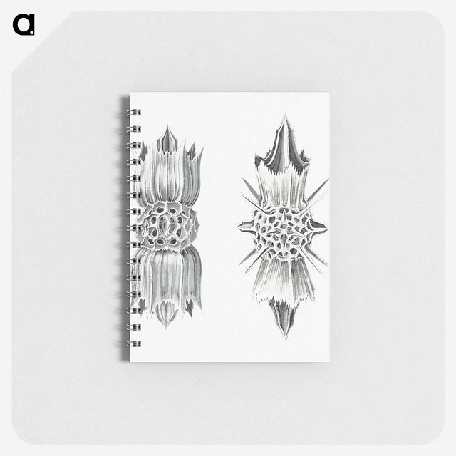 3-49_Ernst-Haeckel_memo