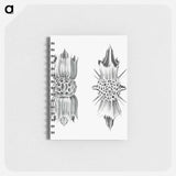 アートメモ帳-Vintage marine life illustration on white background - エルンスト ヘッケル Memo.