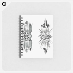 アートメモ帳-Vintage marine life illustration on white background - エルンスト ヘッケル Memo.