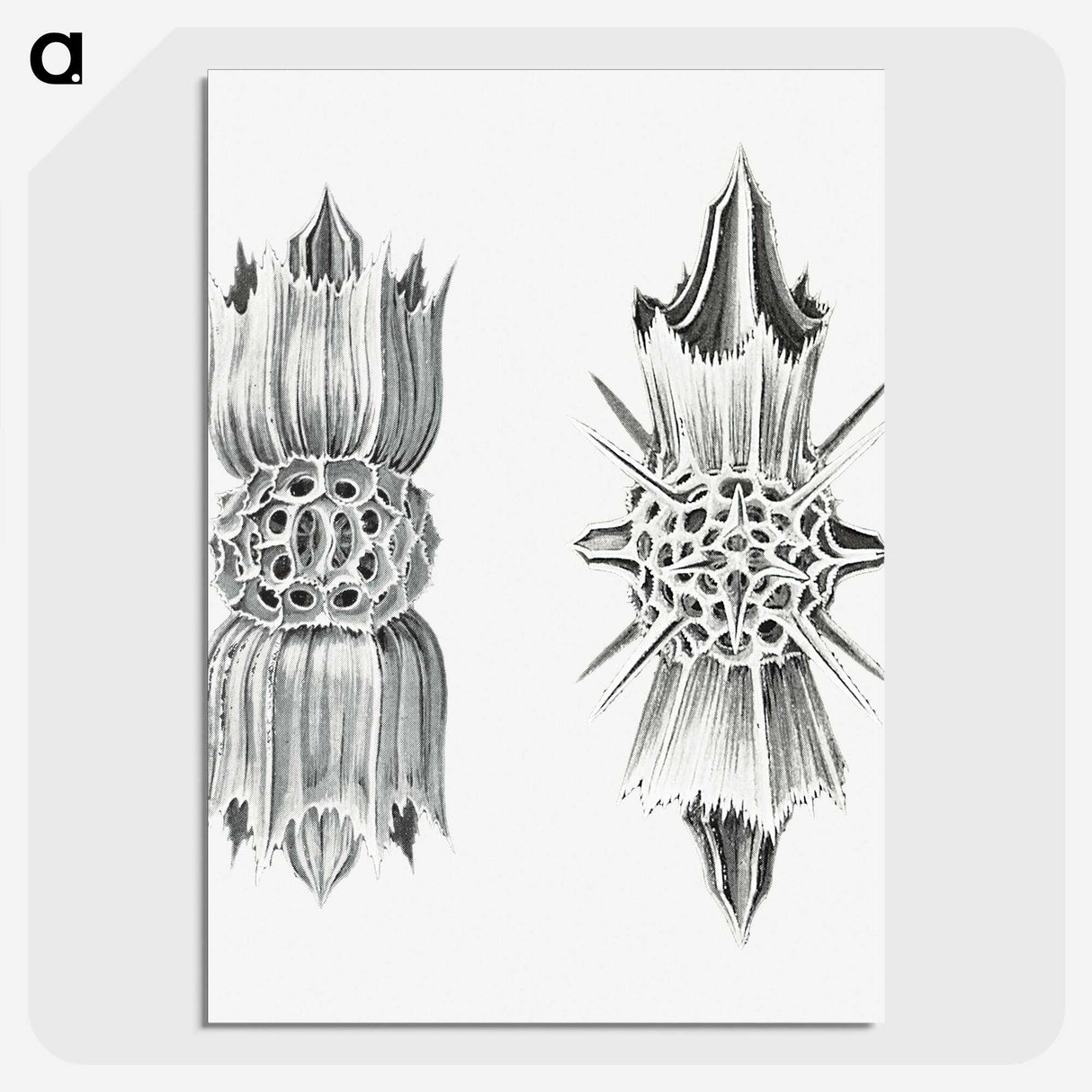 3-49_Ernst-Haeckel_picture-crop